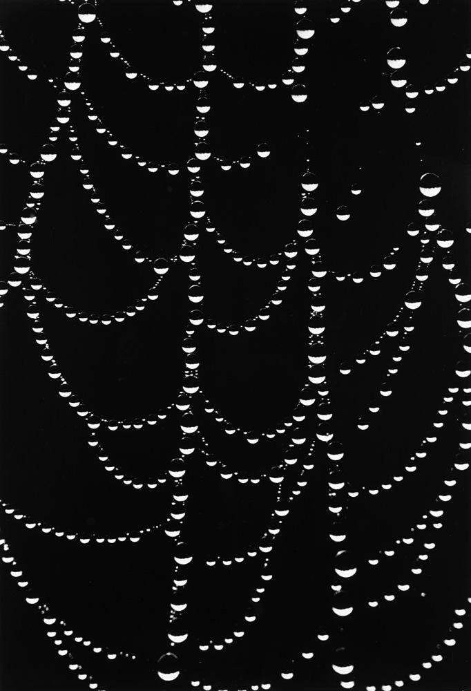 Mario De Biasi - Bialowieza 1971