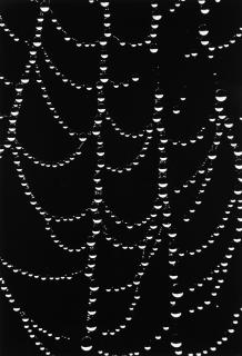 Mario De Biasi - Bialowieza 1971