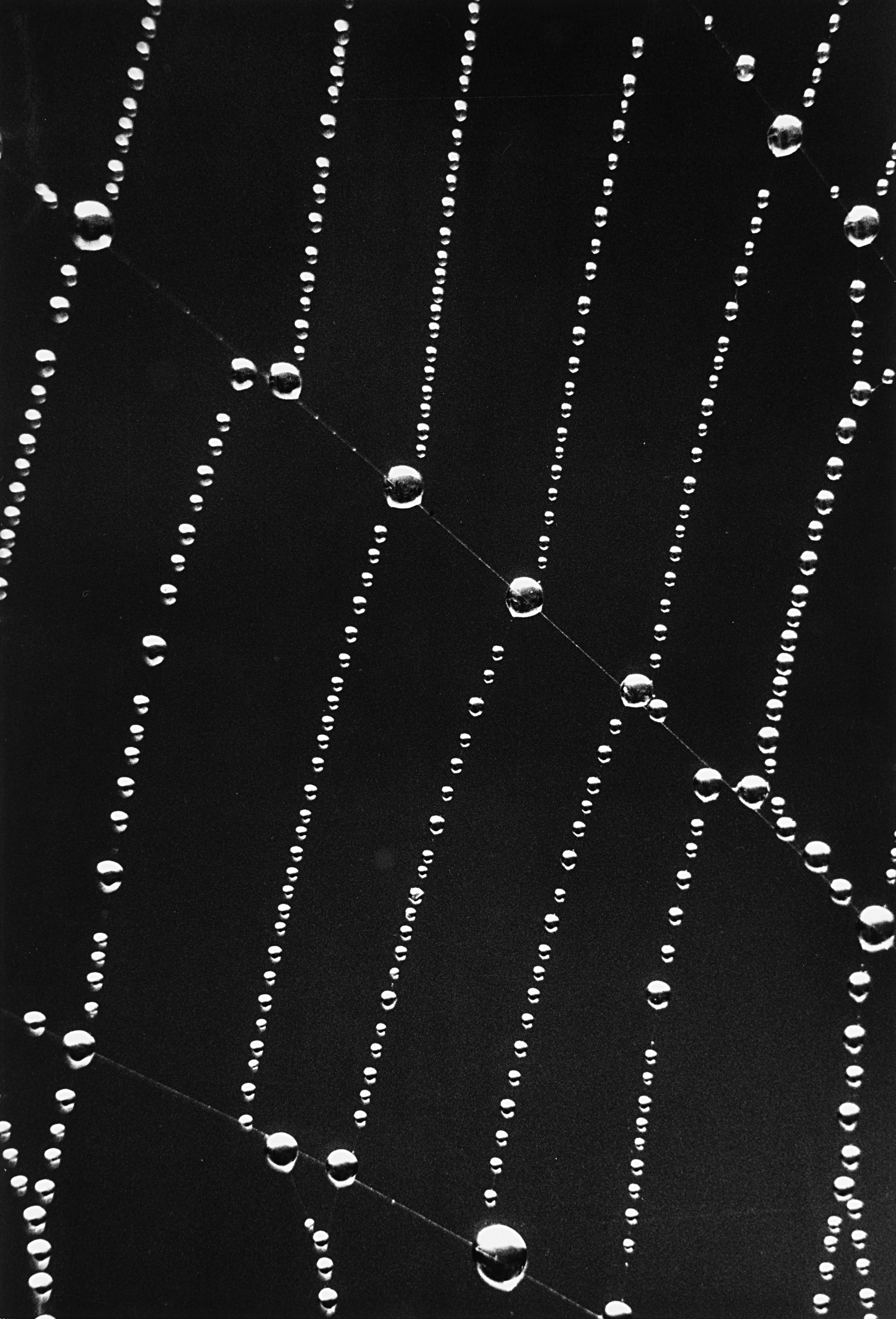 Mario De Biasi - Bialowieza 1971