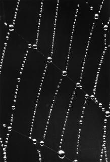 Mario De Biasi - Bialowieza 1971