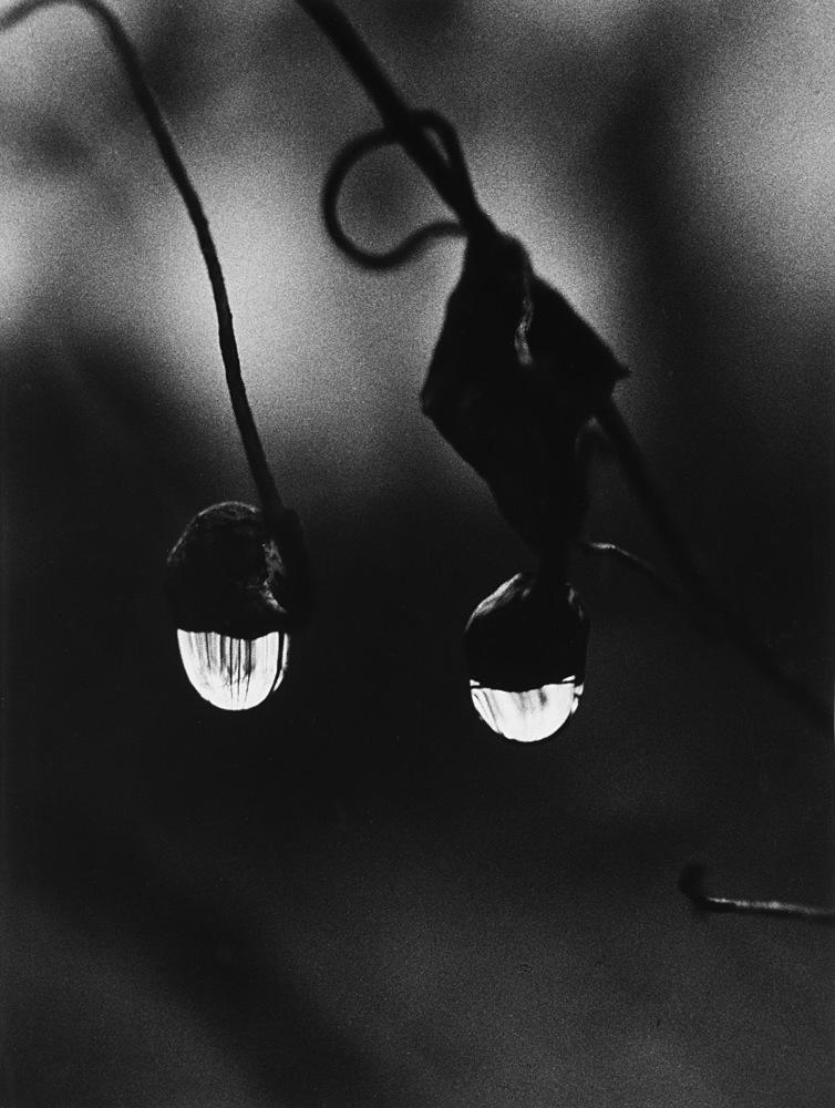 Mario De Biasi - Bialowieza 1971