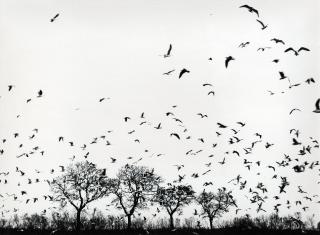 Mario Giacomelli - Landschaft mit Vögeln