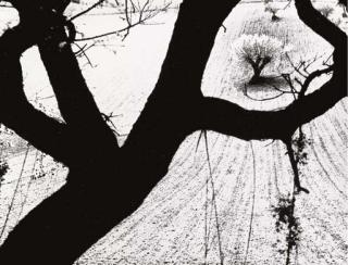 Mario Giacomelli - Lotto di Due Opere: A) Senza Titolo Firmata Mario Giacomelli (Sul Retro) Fotografia Cm 24X30,6 B) Senza Titolo Firmata Mario Giacomelli (Sul Retro) Fotografia Cm 23,7X30 	 (2)