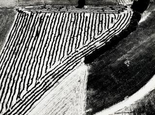 Mario Giacomelli - Untitled (from Presa di Coscienza Sulla Natura)