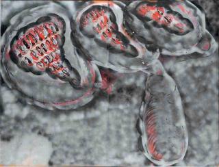 Mario Merz - Ostriche senza saperlo (Ostriches Without Knowing It)