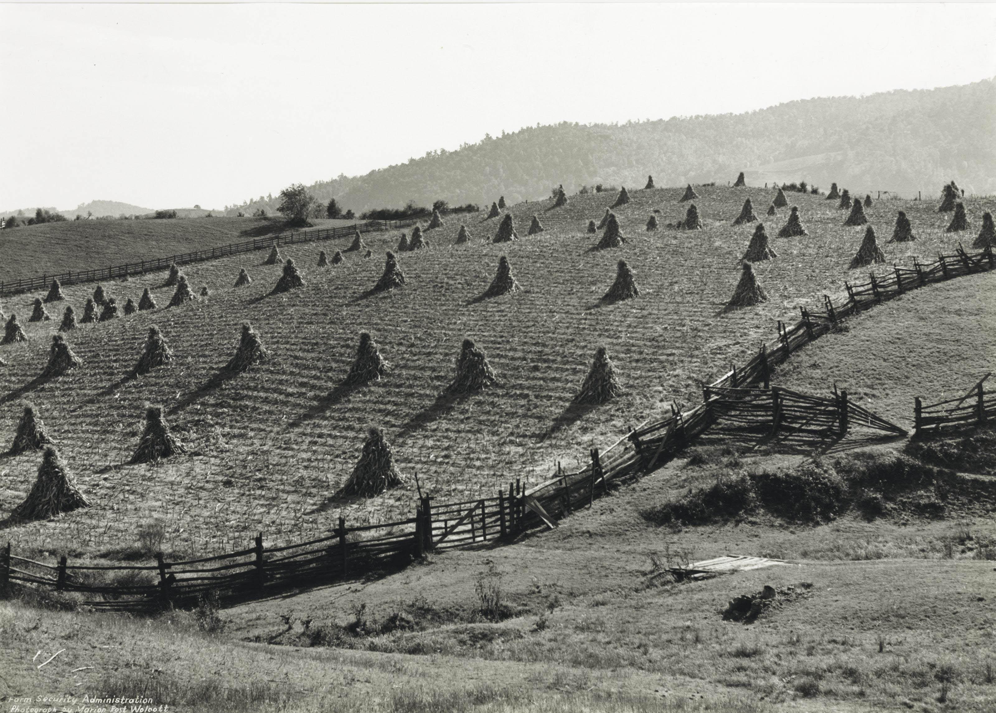Marion Post Wolcott - Split Rail Fences and Corn Shocks, near Marion, W. Va., 1939