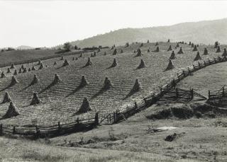 Marion Post Wolcott - Split Rail Fences and Corn Shocks, near Marion, W. Va., 1939