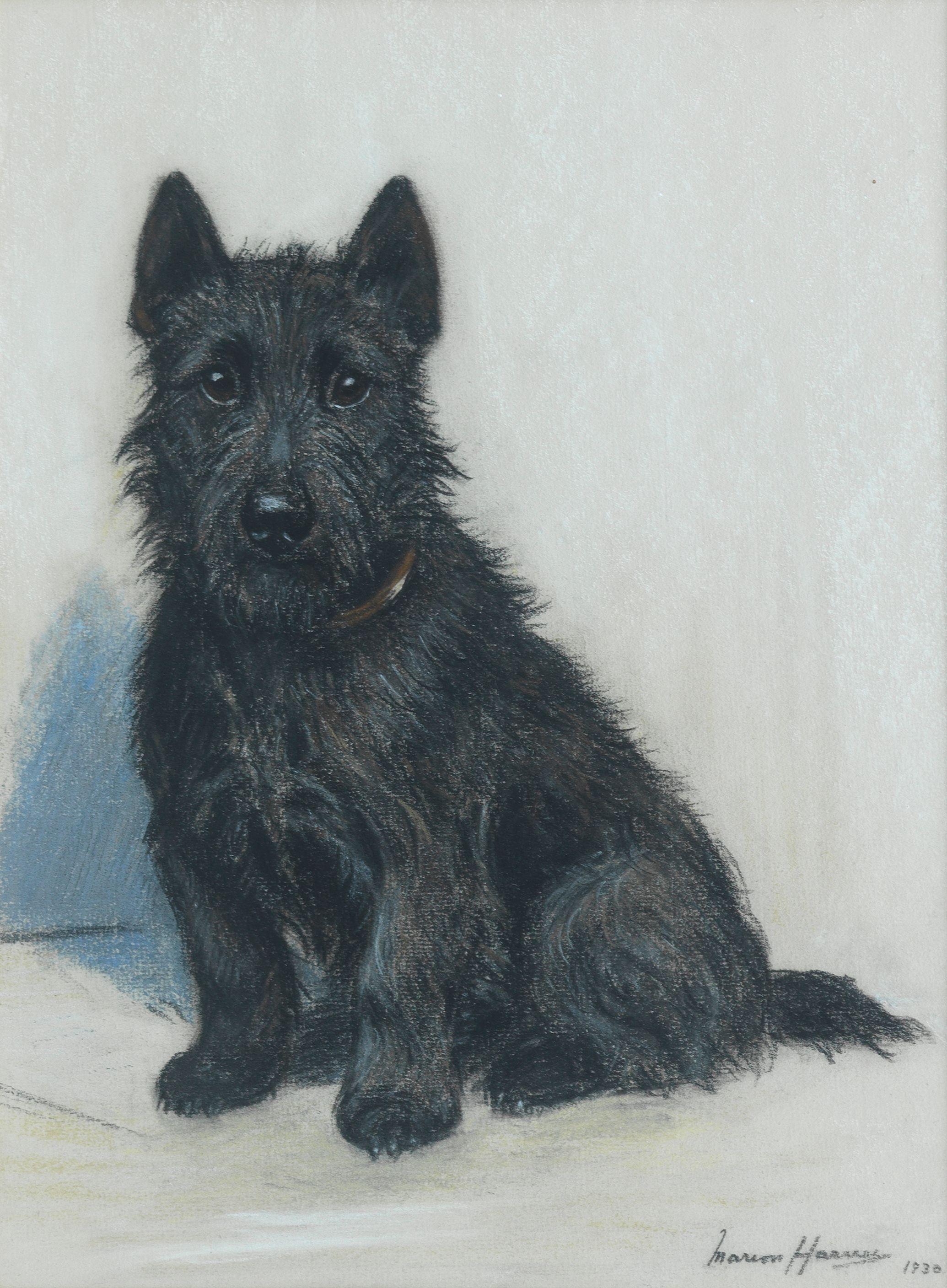 Marion Rodger Hamilton Harvey - A seated Scottish Terrier