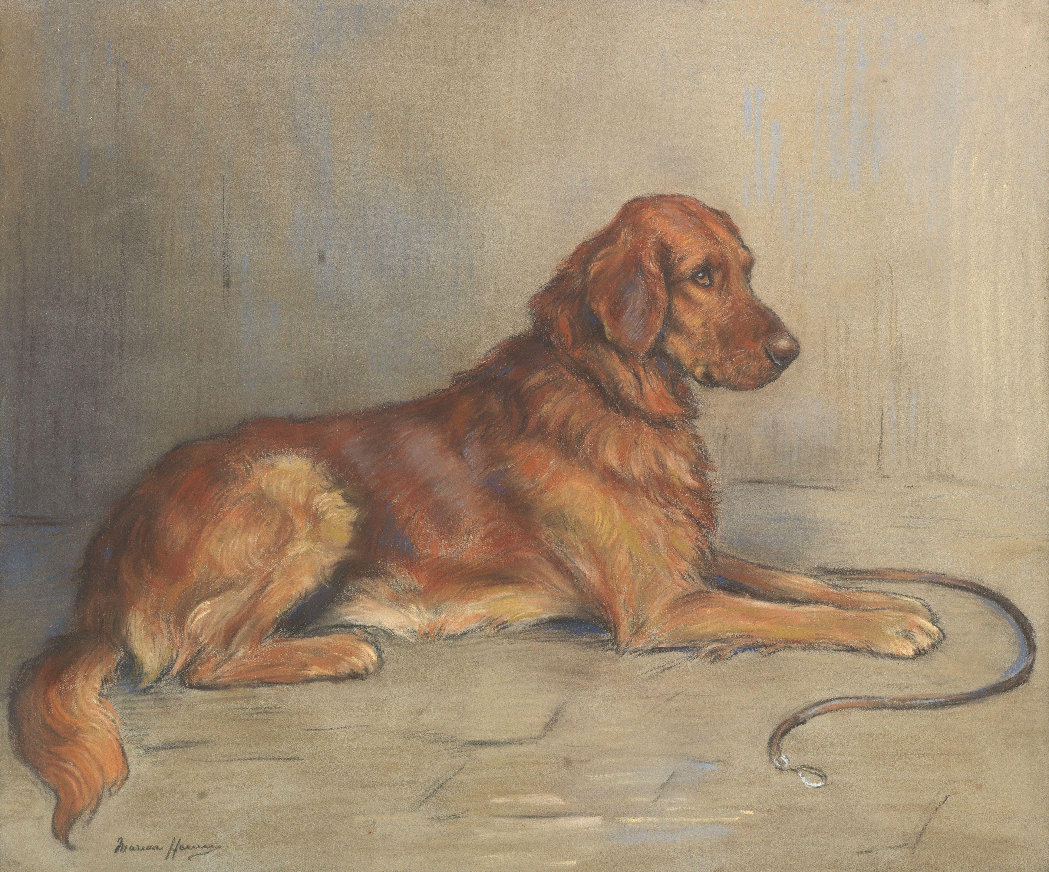 Marion Rodger Hamilton Harvey - Golden Retriever 50 x 60 cm. (19 11/16 x 23 5/8 in.)