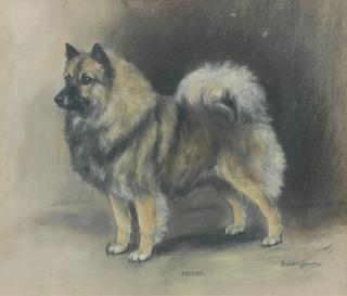 Marion Rodger Hamilton Harvey - \'Peiter\' - A Dog of the Keeshond Breed