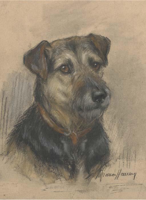 Marion Rodger Hamilton Harvey - The Head of A Terrier