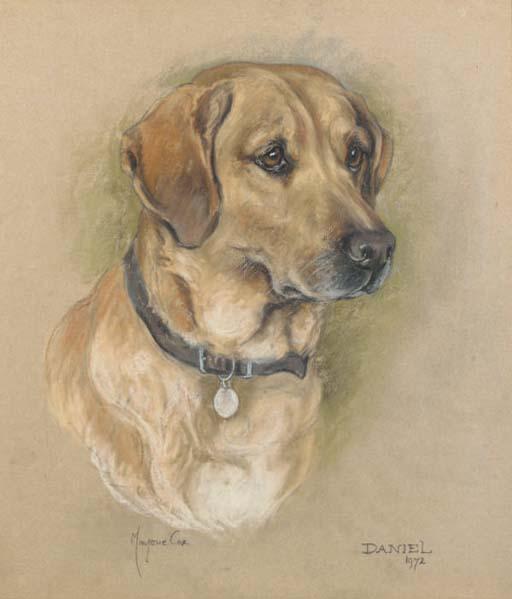 Marjorie Cox - Daniel, a golden labrador
