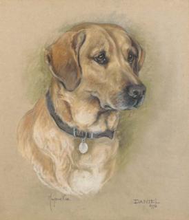 Marjorie Cox - Daniel, a golden labrador