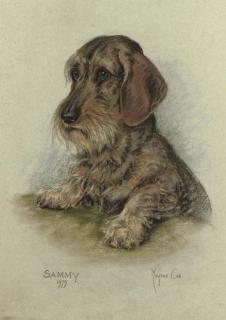 Marjorie Cox - Sammy