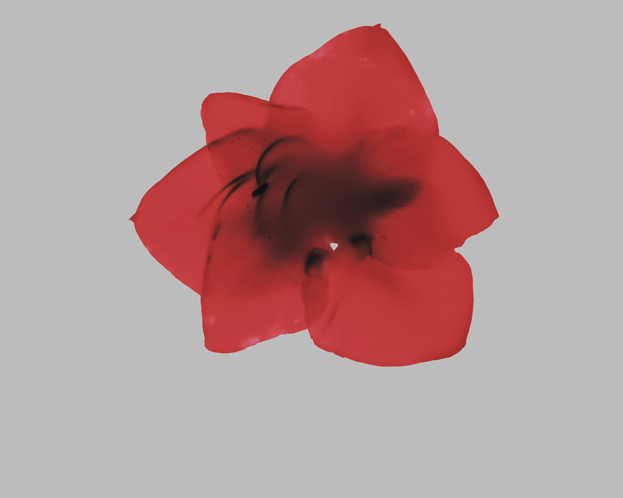 Marjukka Vainio - Amaryllis IV, 2002