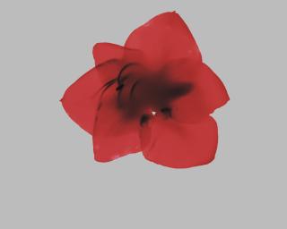 Marjukka Vainio - Amaryllis IV, 2002