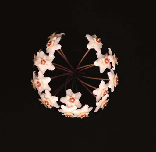 Marjukka Vainio - Porcelain Flower