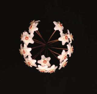 Marjukka Vainio - Porcelain Flower