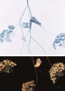 Marjukka Vainio - Vilburnum (Diptych)