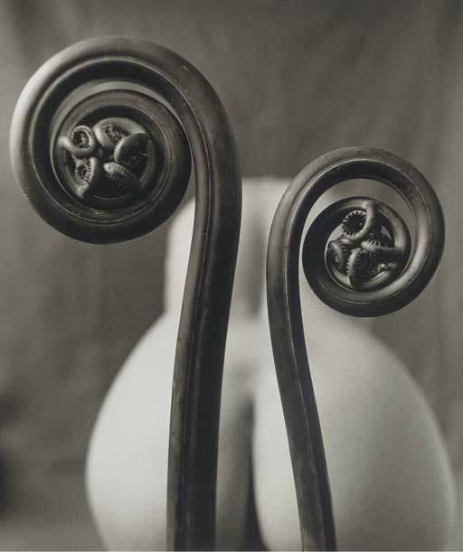 Mark Arbeit - Fiddlehead Fern, 2000