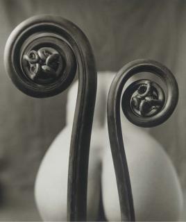 Mark Arbeit - Fiddlehead Fern, 2000