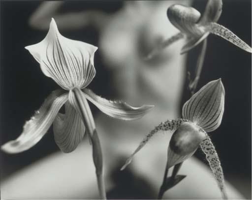 Mark Arbeit - King Composition, Paphiopedilum - Sukhakulii Orchid, 2003