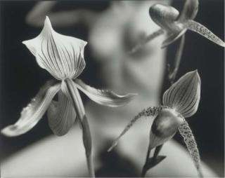 Mark Arbeit - King Composition, Paphiopedilum - Sukhakulii Orchid, 2003