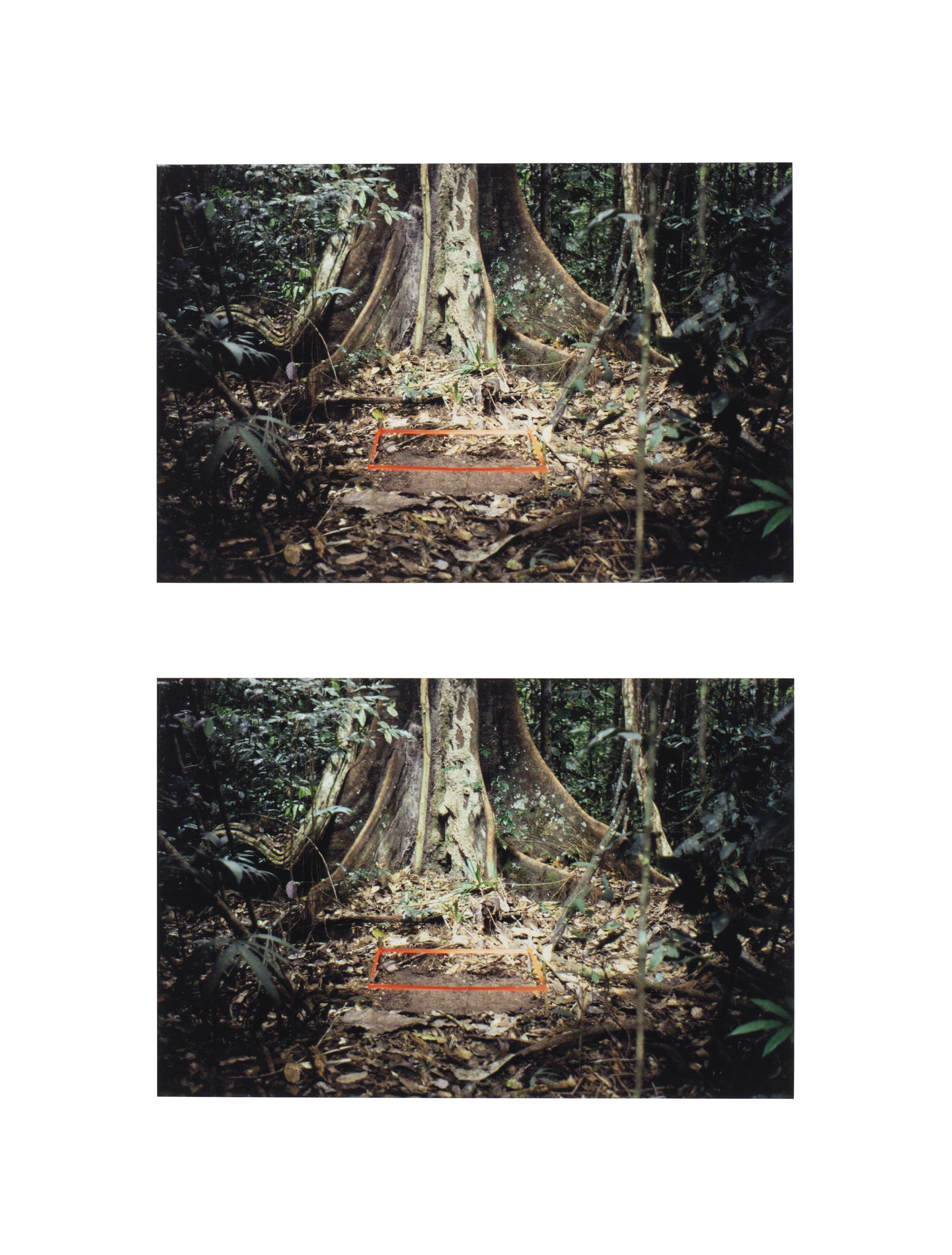 Mark Dion - A Meter of Jungle