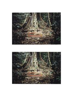 Mark Dion - A Meter of Jungle