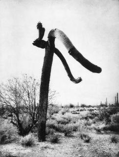 Mark Klett - Desert Citizens