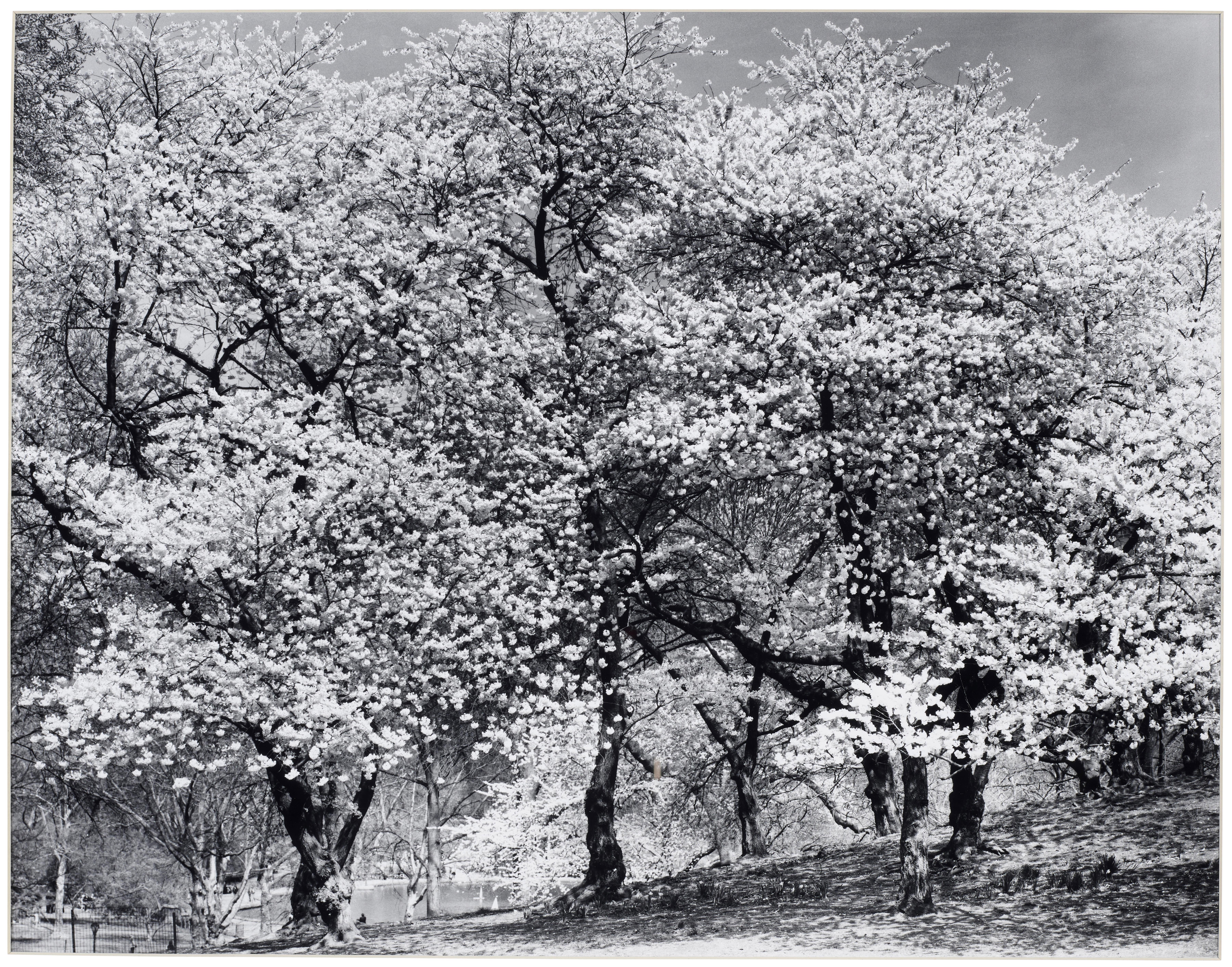 Mark Mignogna - Loosing the Dogs-No. 18 (Central Park)