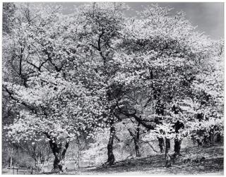 Mark Mignogna - Loosing the Dogs-No. 18 (Central Park)