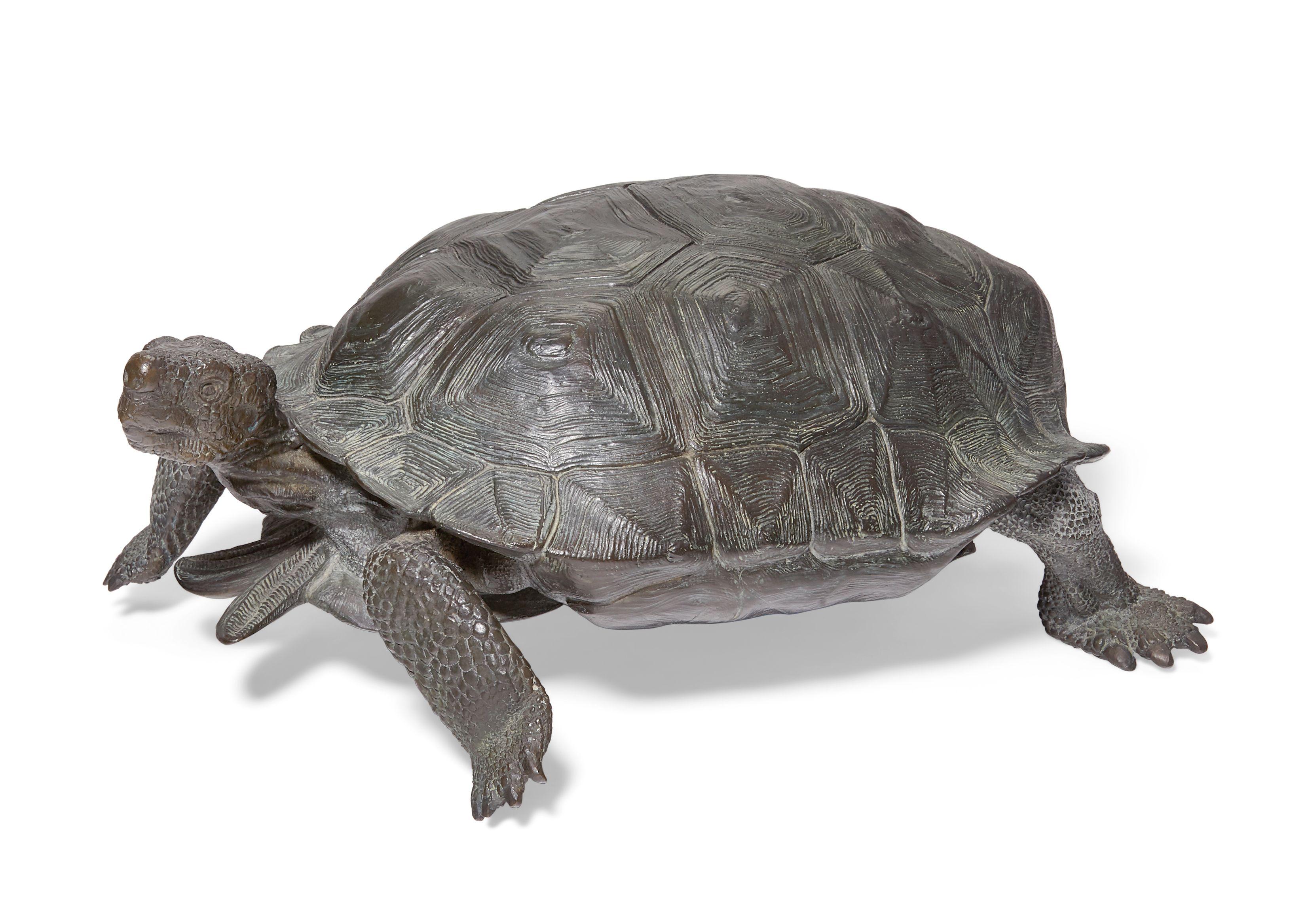 Mark Rossi - Desert Tortoise