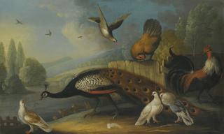 Marmaduke Cradock - A Still Life With A Peacock, Pigeons And Chickens In A River Landscape