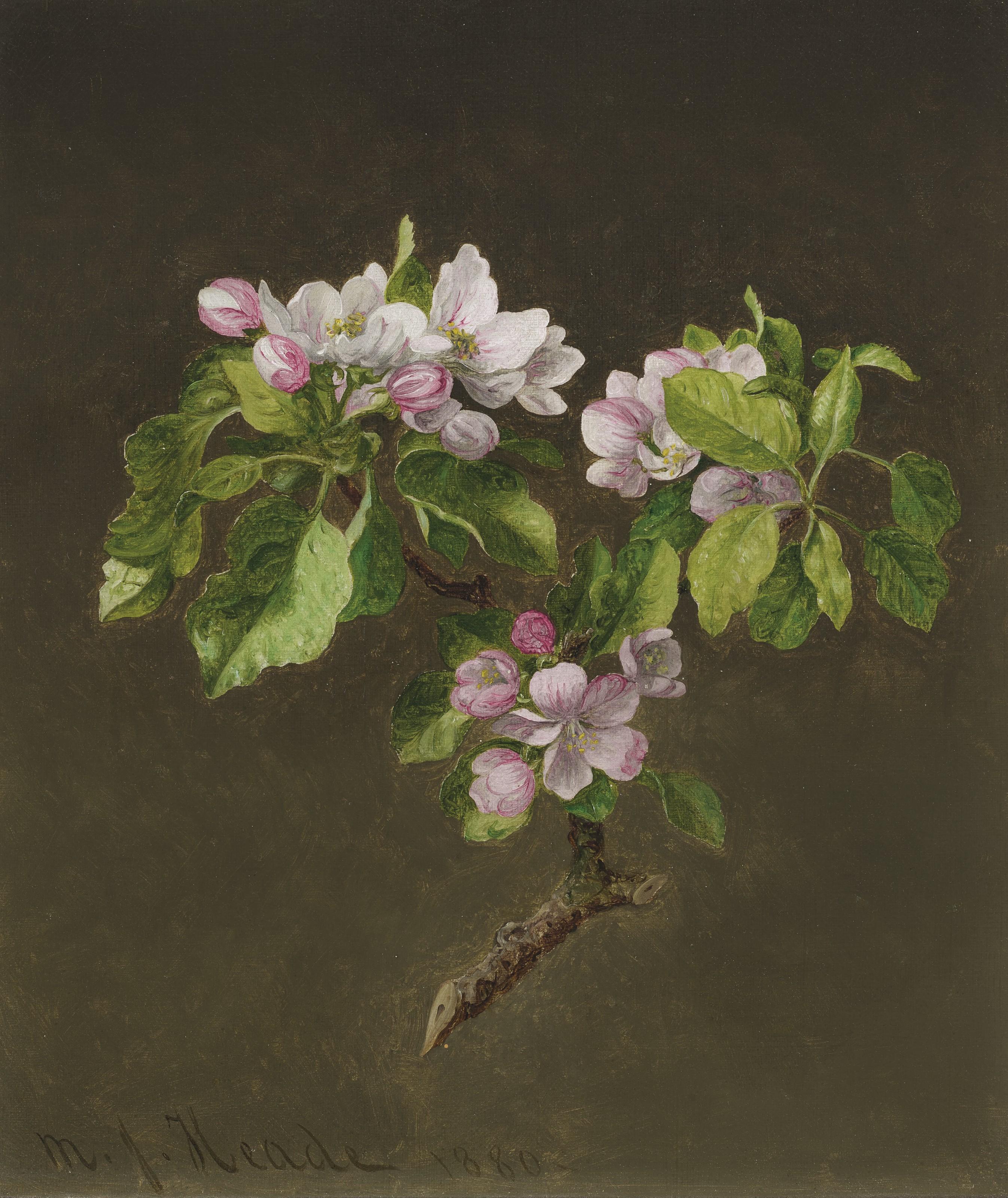 Martin Johnson Heade - A Branch of Apple Blossoms