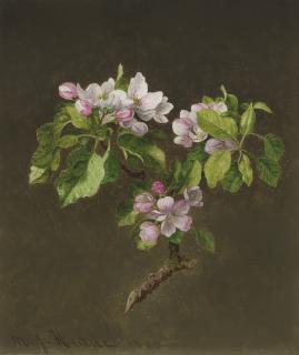 Martin Johnson Heade - A Branch of Apple Blossoms