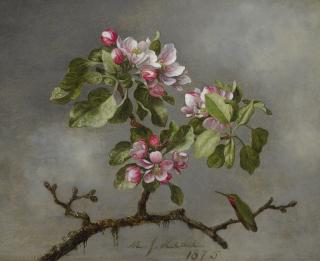 Martin Johnson Heade - Apple Blossoms And Hummingbird 