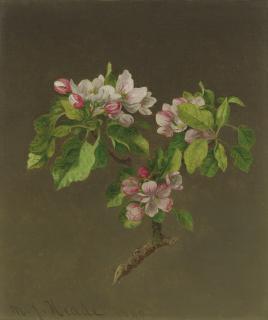 Martin Johnson Heade - Apple Blossoms