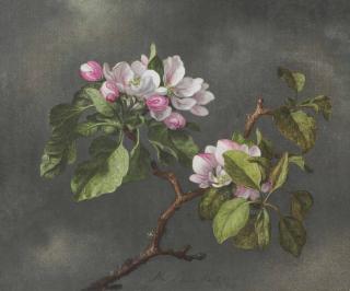 Martin Johnson Heade - Apple Blossoms
