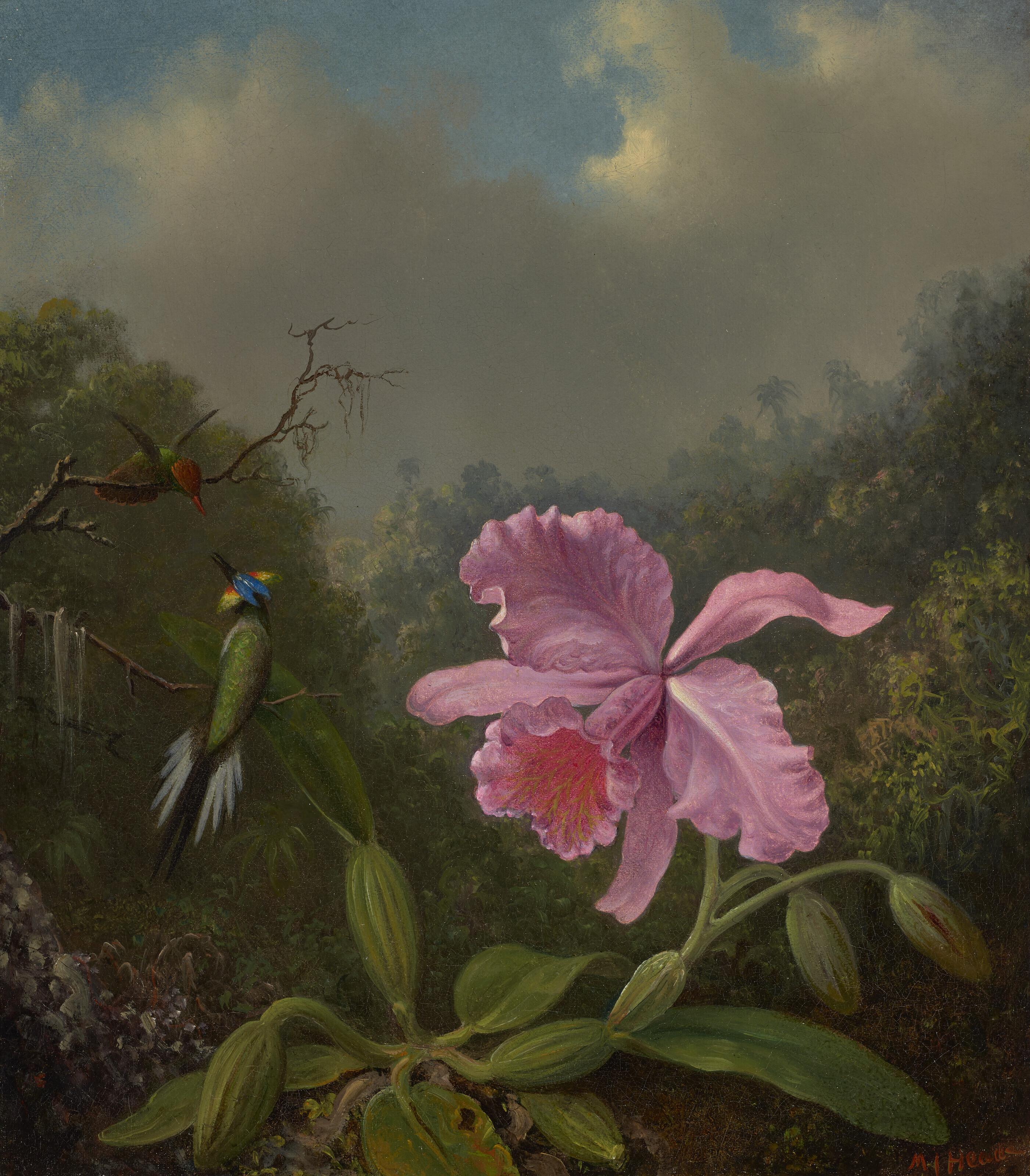 Martin Johnson Heade - Fighting Hummingbirds with Pink Orchid