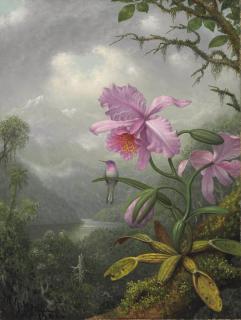 Martin Johnson Heade - Hummingbird Perched on the Orchid Plant