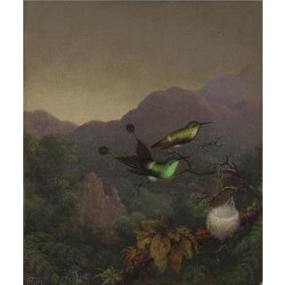 Martin Johnson Heade - Racket-Tail, Brazil