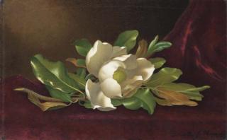 Martin Johnson Heade - Single Magnolia on Red Velvet