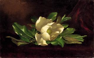 Martin Johnson Heade - Single Magnolia on Red Velvet
