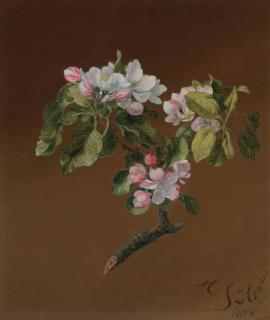 Martin Johnson Heade - Spray of Apple Blossoms