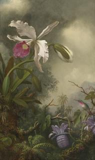 Martin Johnson Heade - White Orchid And Hummingbird