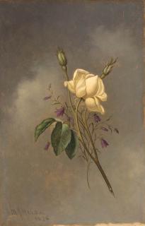 Martin Johnson Heade - White Rose Against a Cloudy Sky