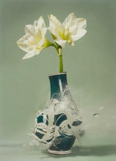 Martin Klimas - Ohne Titel (Amaryllis II)