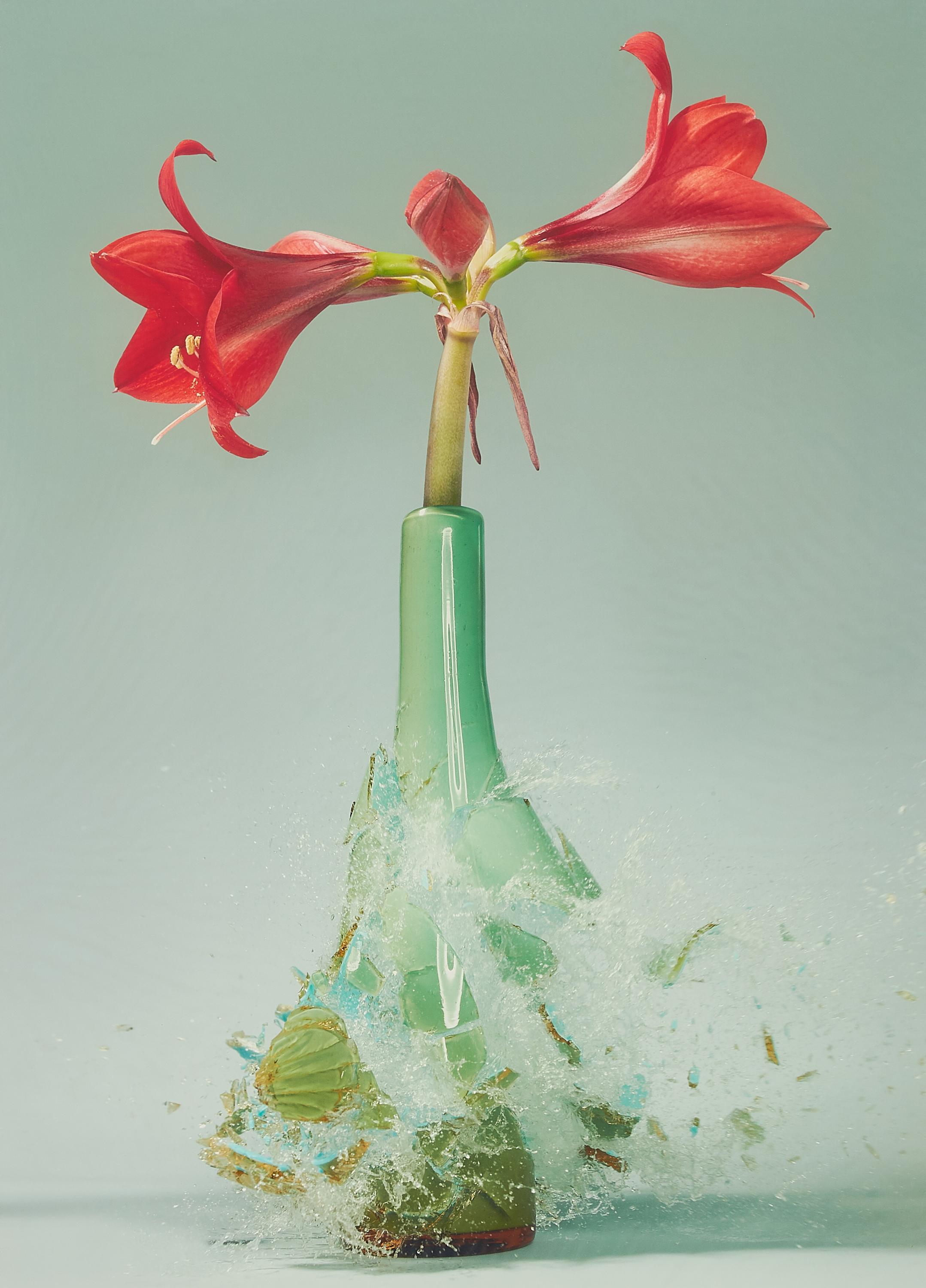 Martin Klimas - Ohne Titel (Amaryllis IV)