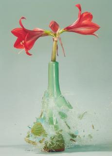 Martin Klimas - Ohne Titel (Amaryllis IV)